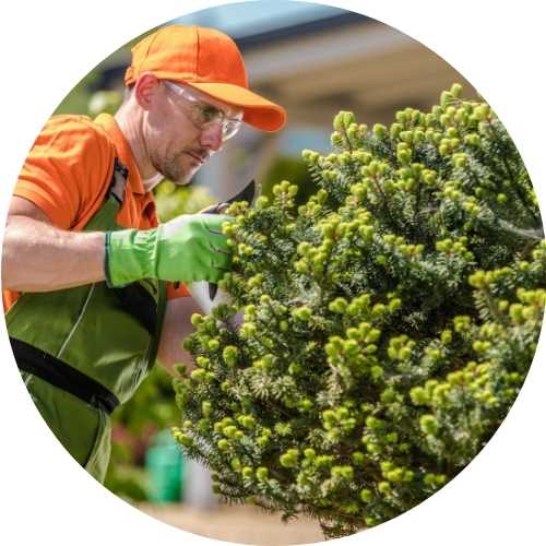 Tree Maintenance