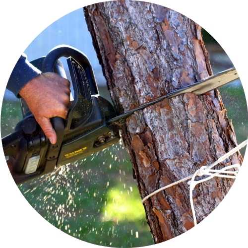 Tree Removal
