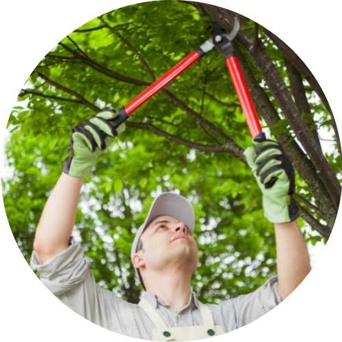 Tree Trimming & Pruning